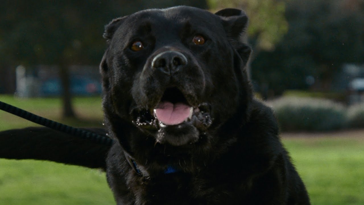 Life with pets... - Chewy | Clapboard Ad Archive — archive collection thumbnail