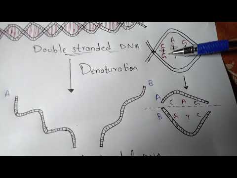 DNA REPLICATION part 1 BY PHANINDRA GUPTA