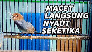 Download lagu Suara Prenjak Kepala Merah Gacor Dor 💯% AMPUH Bikin Prenjak LAWAN PASTI CEPAT IKUT BUNYI EMOSI mp3