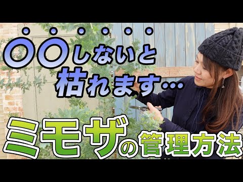 園芸 四季のミモザ