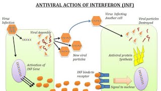 Interferon / Antiviral action of Interferons INF
