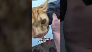 Katze zeigt Dankbarkeit und Liebe #katze #katzen