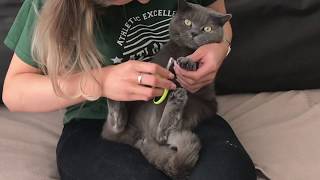 How To Cut Your British Shorthair Nails?