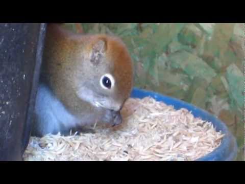 squirrel sneeze video by Andrea Lawrence Mar 2-13 002