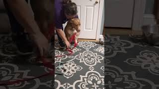 Video preview image #1 Labrador Retriever-Unknown Mix Puppy For Sale in Cary, NC, USA