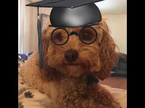 2-Wagishly Witty Word Definitions by Tucker the Dog-Multitasking