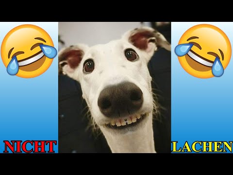 VERSUCHE NICHT ZU LACHEN !!! 🤣🤣🤣 #71