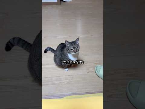 운동신경 제로 고양이