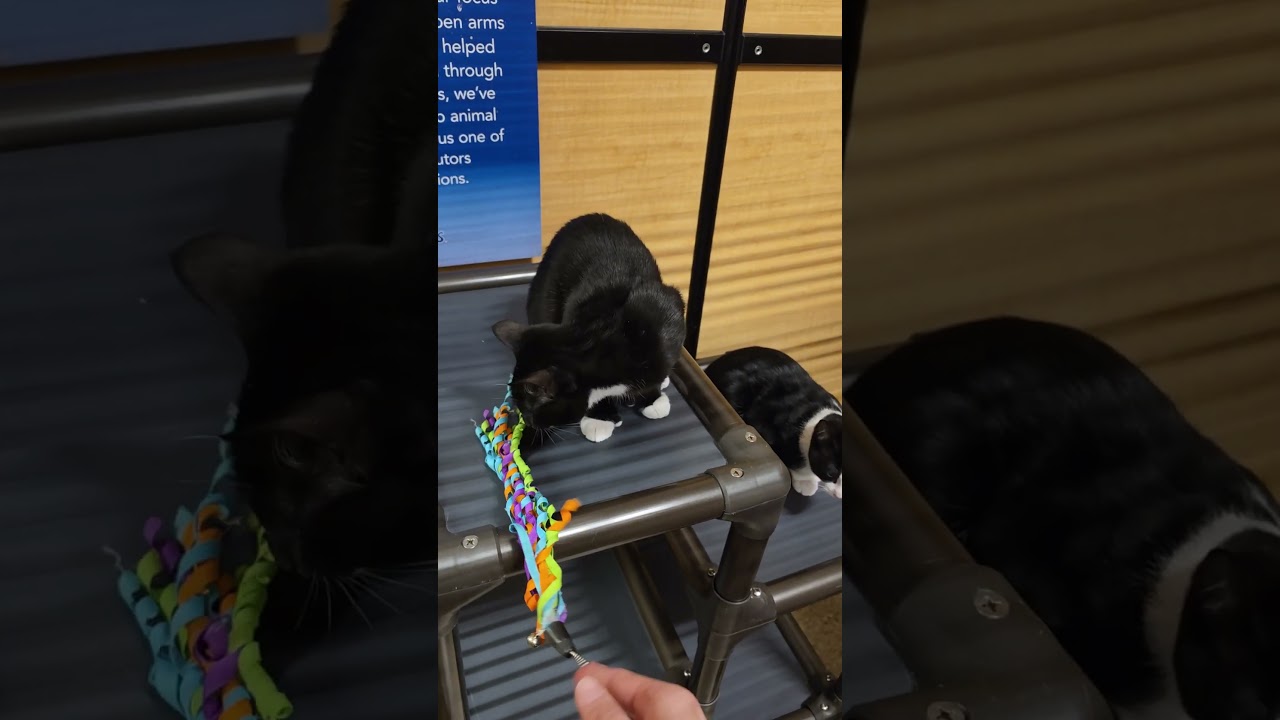 Robbie (hemingway-polydactyl), an adopted mixed breed in Centreville, VA video 2/6