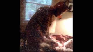 The Whitsundays - Silent in the Wind