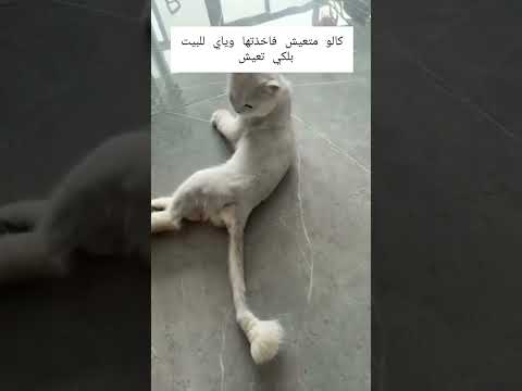 واحنه بلطريق، شقنه قطه كلش ضعييفه 🥹🥺🦋#shorts #جديد #ترند #فيديو #قطة #قطط #لايك