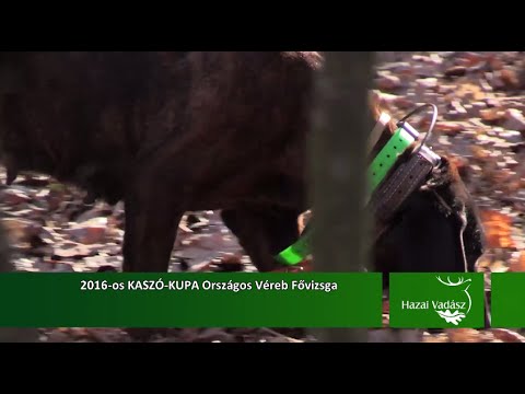 2016-os KASZÓ-KUPA Országos Véreb Fővizsga - 2016.02.20-i adás