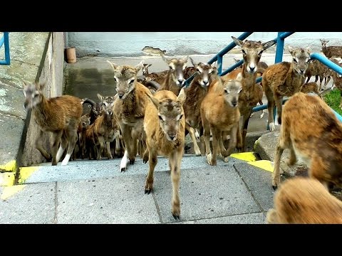 Mufloni - Thomayerova nemocnice v Krči - Praha