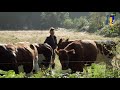 Natuur en Zo TV: de koeien in de Ravenvennen