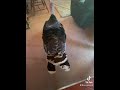 Mr Turkey Walking Through The House
