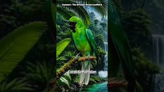 Download lagu Kicau Burung Daun Hijau Besar || Burung Eksotis Asia || Cucak Ijo Gacor Jernih mp3 Download lagu Kicau Burung Daun Hijau Besar || Burung Eksotis Asia || Cucak Ijo Gacor Jernih mp3