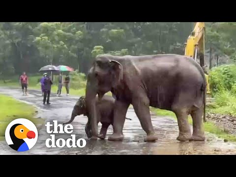Baby Elephant Separated From His Mom Cries For Help | The Dodo