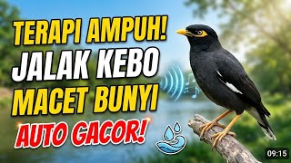 Download lagu Terapi Jalak Kebo Stress & Macet Bunyi - Suara Alam Relaksasi Paling Ampuh mp3