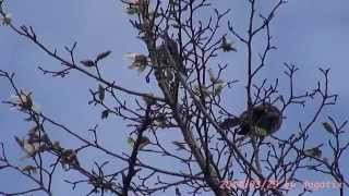 preview picture of video 'Japan Trip 2014 Tokyo Bulbul Eating Flowers Magnolia kobus. 01630'