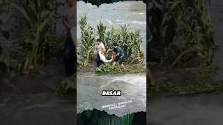 Download lagu Catching Big Fish in the Dam #shorts #harvest #fish #china mp3