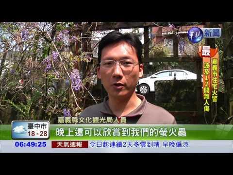 獨"嘉"美景! 瑞里紫藤花盛開