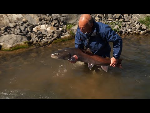 Huchen in der Fischwanderhilfe