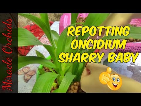 How to repot oncidium sharry baby (or any oncidium or cambria type orchid) in semi hydro