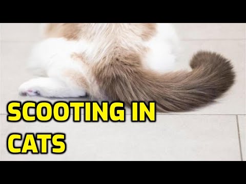 Why Do Cats Wipe Their Bum On The Floor?