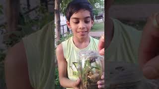 Download lagu Journey of a caterpillar to butterfly :) #caterpillar #cocoon #butterfly mp3 Download lagu Journey of a caterpillar to butterfly :) #caterpillar #cocoon #butterfly mp3