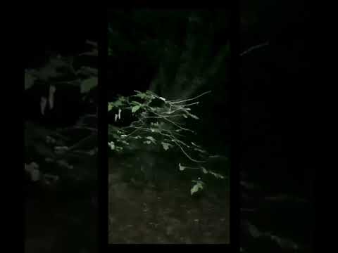 Those Who Walk at Night...