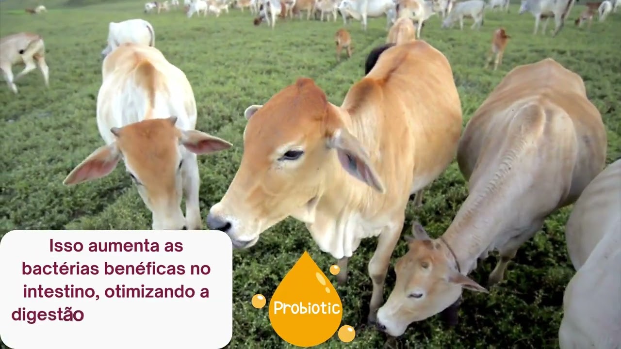 MICROBIOMA INTESTINAL: ABSORÇÃO DE NUTRIENTES