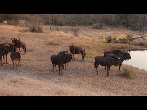 Djuma: Wildebeest herd on alert smelling leopard(Hosana) nearby - 07:15 -  08/23/18