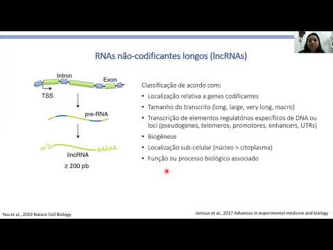 RNAs não codificantes longos e a diferenciação cardíaca: uma análise funcional