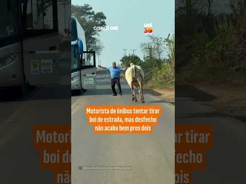Motorista de ônibus tentar tirar boi de estrada, mas desfecho não acaba bem pros dois