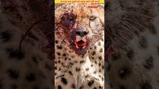 जानवर एक दूसरे को पसंद क्यों नहीं करते ? 😱🤯 | #facts #realtalk #animals #lion #tiger #cheetah #viral