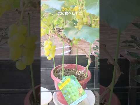 翡翠の木の気根？あなたの植物はあなたに何を伝えようとしているのでしょうか？  庭園