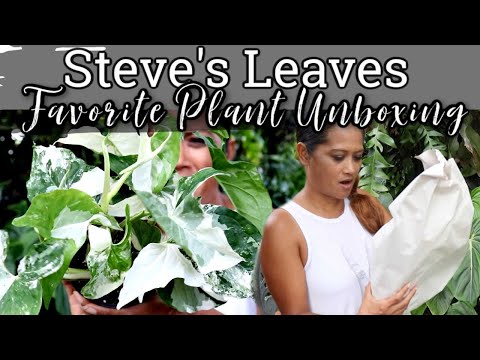 STEVE'S LEAVES - Favorite Unboxing! Plant Shopping, Ordering Plants Online, Tropical Houseplants