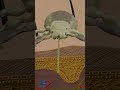 Why Does Lice Make Your Head Itchy 3d Blender Science Sciencefacts Medical Animation