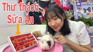 Thử Thách Chuột Sữa Ăn Quả Dâu Tây