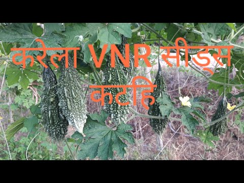 download lagu mp3 mp4 Op Variety, download lagu Op Variety gratis, unduh video klip Download Op Variety Mp3 dan Mp4 320kbps Gratis