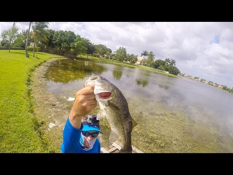 Pesca de Bass con mi rana preferida 