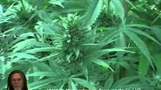 How To Grow Marijuana Light Depot 2012