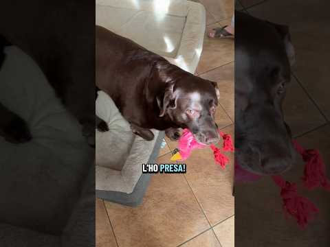 Selvaggina non commestibile 😤😬 #adorabile #pets #labrador #puppy #cute