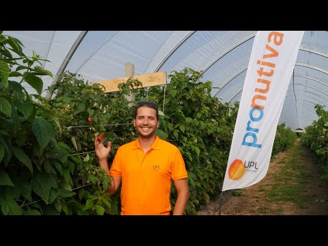 Pronutiva na plantacji malin. Jakość i bezpieczeństwo owoców