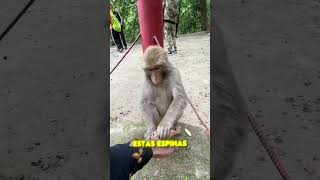 ¡Monos, Ayúdenme! 🐵😂🙌