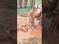 ITBP Training ITBP Commando Training Special Forces Army Status Video Shortvideo Shorts