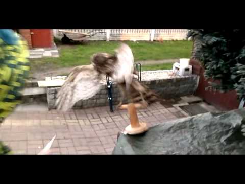 Szatan w dresach - Życie ostre jak kosa na jastrzębia (freestyle)