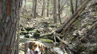 preview picture of video 'Hiking with Sheila Blue, Braley Pond and Elkhorn Lake. Mar 29 2011'