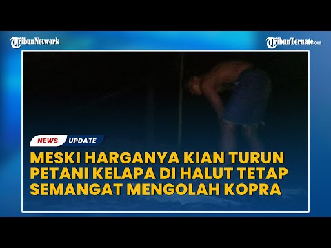 Kisah Petani Kelapa di Halmahera Utara yang Tetap Semangat Mengolah Kopra, Meski Harganya Kian Turun