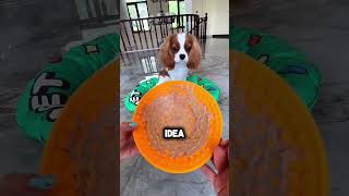 Este perro está desesperado por comida 😅